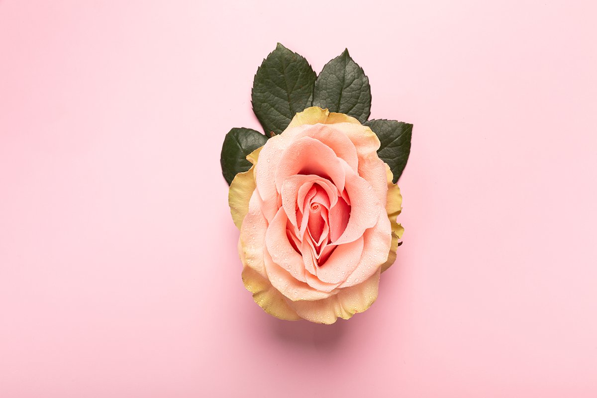 Rose bud with petals resembling vulva